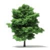 Trees 3D Models Collection - Volume 109 - Image 35