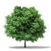 Trees 3D Models Collection - Volume 109 - Image 36
