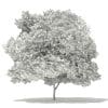 Japanese Maple 3D Model 10m (10936) - Image 2