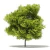 Japanese Maple 3D Model 10m (10936) - Image 3