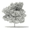 Japanese Maple 3D Model 10m (10936) - Image 4