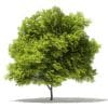 Japanese Maple 3D Model 10m (10936) - Image 5