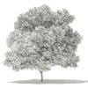 Japanese Maple 3D Model 10m (10936) - Image 6
