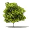 Japanese Maple 3D Model 10m (10936) - Image 7