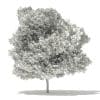 Japanese Maple 3D Model 10m (10936) - Image 8