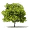 Trees 3D Models Collection - Volume 109 - Image 37