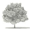 Japanese Maple 3D Model 8m (10937) - Image 2