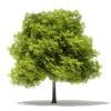 Japanese Maple 3D Model 8m (10937) - Image 3