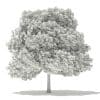Japanese Maple 3D Model 8m (10937) - Image 4