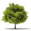 Japanese Maple 3D Model 8m (10937) - Image 5