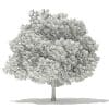 Japanese Maple 3D Model 8m (10937) - Image 6