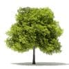 Japanese Maple 3D Model 8m (10937) - Image 7