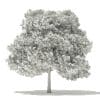 Japanese Maple 3D Model 8m (10937) - Image 8