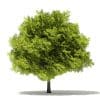 Trees 3D Models Collection - Volume 109 - Image 38