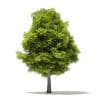 Trees 3D Models Collection - Volume 109 - Image 39
