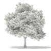 Japanese Maple 3D Model 5.7m (10939) - Image 2
