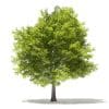Japanese Maple 3D Model 5.7m (10939) - Image 3