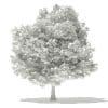 Japanese Maple 3D Model 5.7m (10939) - Image 4