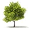 Japanese Maple 3D Model 5.7m (10939) - Image 5