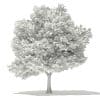 Japanese Maple 3D Model 5.7m (10939) - Image 6