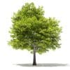 Japanese Maple 3D Model 5.7m (10939) - Image 7