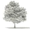 Japanese Maple 3D Model 5.7m (10939) - Image 8