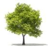 Trees 3D Models Collection - Volume 109 - Image 40