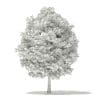 Japanese Maple 3D Model 6m (10940) - Image 2