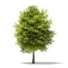 Japanese Maple 3D Model 6m (10940) - Image 3