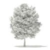 Japanese Maple 3D Model 6m (10940) - Image 4