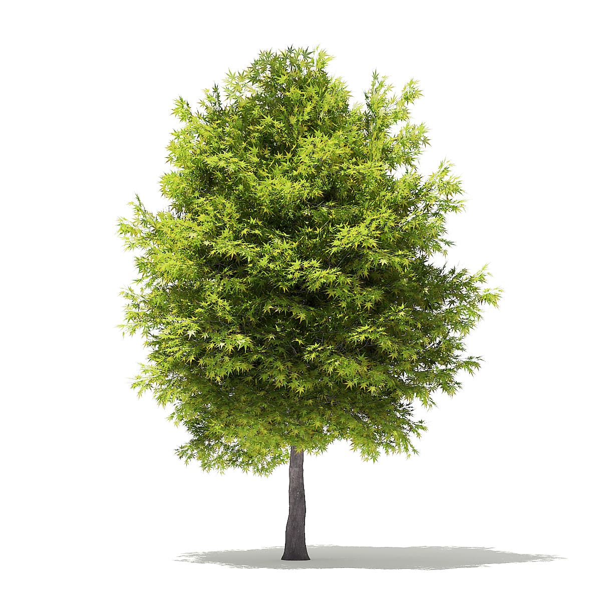 Japanese Maple 3D Model 6m