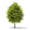 Japanese Maple 3D Model 6m (10940) - Image 5