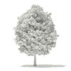 Japanese Maple 3D Model 6m (10940) - Image 6