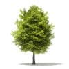 Japanese Maple 3D Model 6m (10940) - Image 7