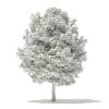 Japanese Maple 3D Model 6m (10940) - Image 8