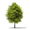 Trees 3D Models Collection - Volume 109 - Image 41