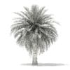 Butia Palm Tree 3D Model 4.5m (11001) - Image 2