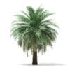 Butia Palm Tree 3D Model 4.5m (11001) - Image 3