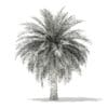 Butia Palm Tree 3D Model 4.5m (11001) - Image 4