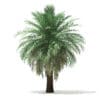 Butia Palm Tree 3D Model 4.5m (11001) - Image 5