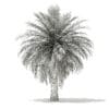 Butia Palm Tree 3D Model 4.5m (11001) - Image 6
