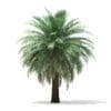 Butia Palm Tree 3D Model 4.5m (11001) - Image 7