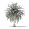 Butia Palm Tree 3D Model 4.5m (11001) - Image 8