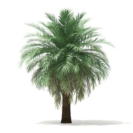 Butia Palm Tree 3D Model 4.5m