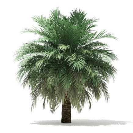 Butia Palm Tree 3D Model 4m