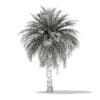 Butia Palm Tree 3D Model 5.2m (11003) - Image 2