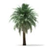 Butia Palm Tree 3D Model 5.2m (11003) - Image 3