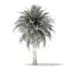 Butia Palm Tree 3D Model 5.2m (11003) - Image 4