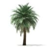 Butia Palm Tree 3D Model 5.2m (11003) - Image 5