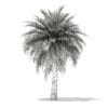 Butia Palm Tree 3D Model 5.2m (11003) - Image 6